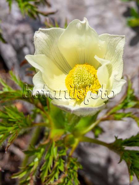 426139 - Alpine pasque flower (Pulsatilla alpina)