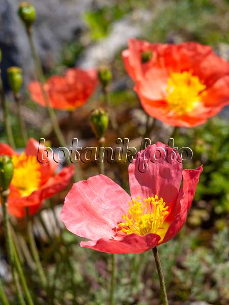 439322 - Alpine poppy (Papaver alpinum)