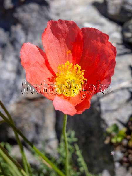 439323 - Alpine poppy (Papaver alpinum)
