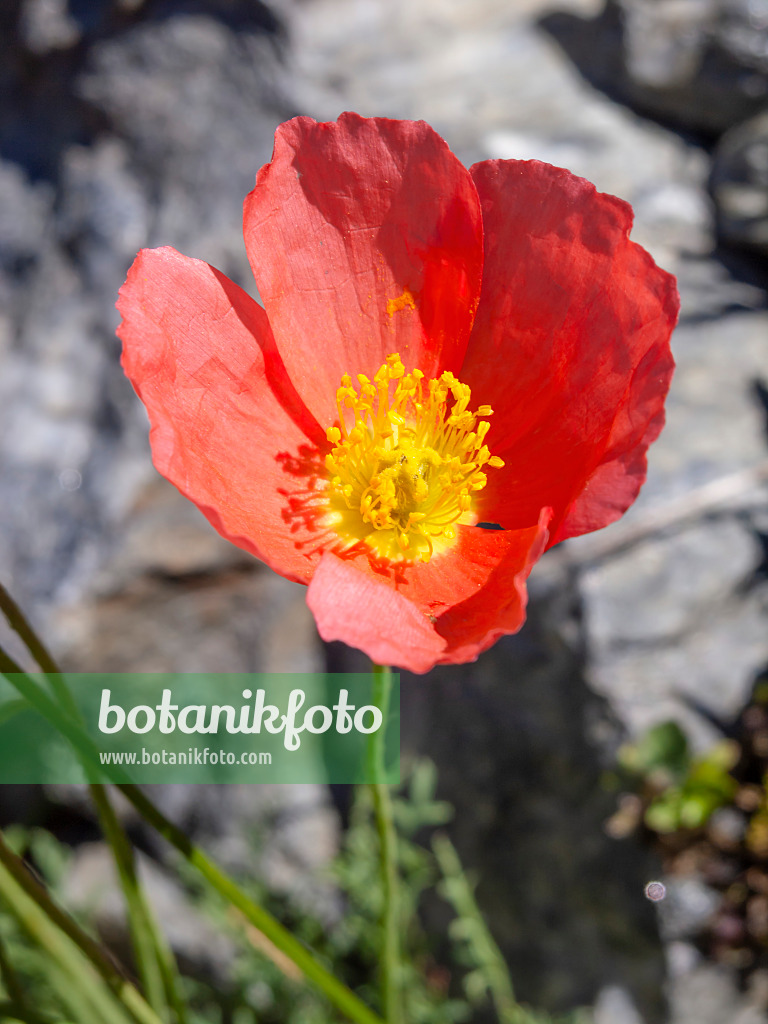 439323 - Alpine poppy (Papaver alpinum)