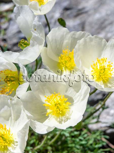 439315 - Alpine poppy (Papaver alpinum subsp. alpinum)