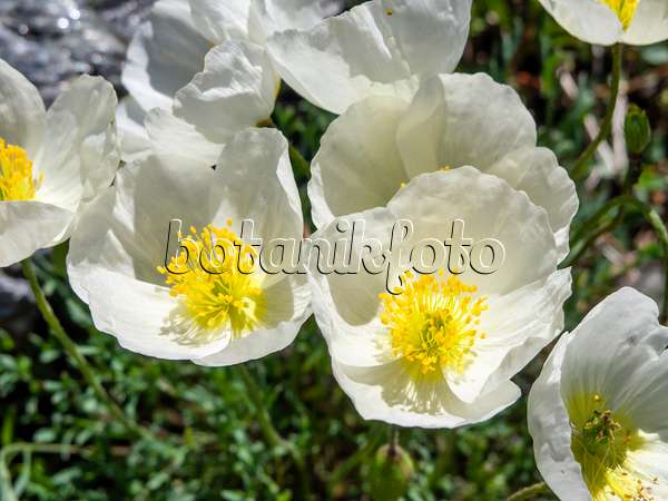 439316 - Alpine poppy (Papaver alpinum subsp. alpinum)