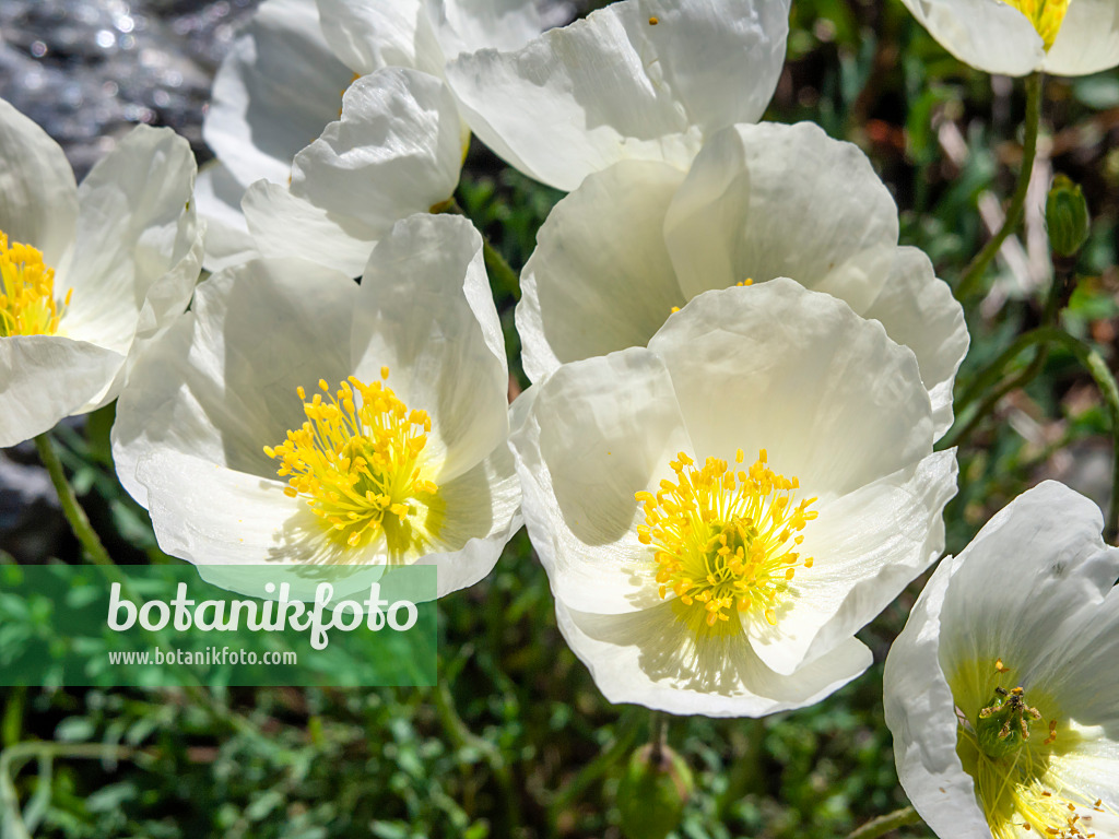 439316 - Alpine poppy (Papaver alpinum subsp. alpinum)