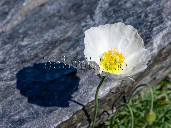 439317 - Alpine poppy (Papaver alpinum subsp. alpinum)