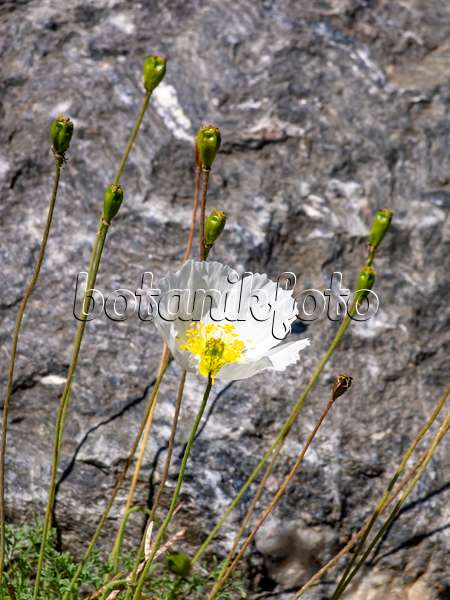 439318 - Alpine poppy (Papaver alpinum subsp. alpinum)