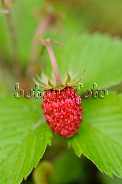 473016 - Alpine strawberry (Fragaria vesca)