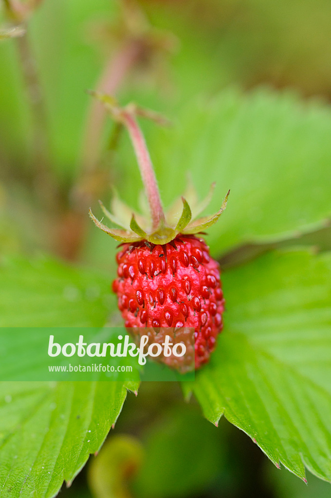 473016 - Alpine strawberry (Fragaria vesca)