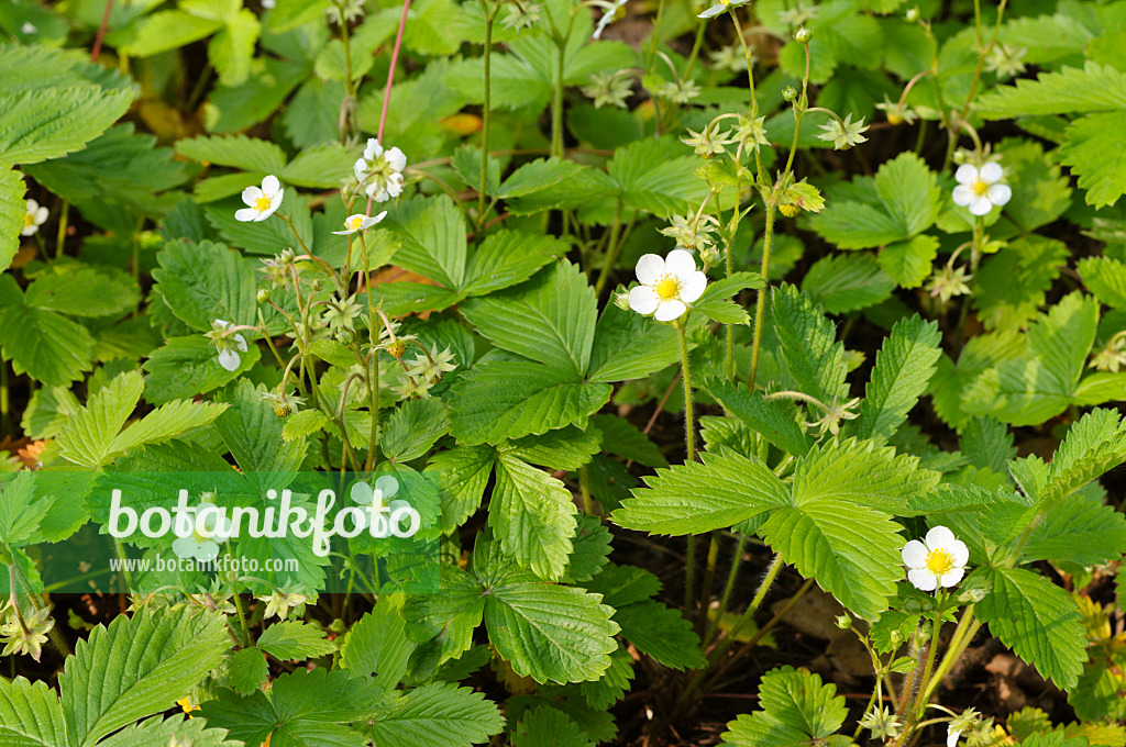 484310 - Alpine strawberry (Fragaria vesca)