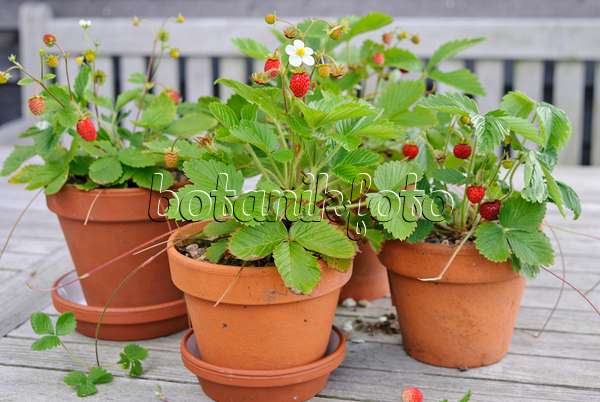 518041 - Alpine strawberry (Fragaria vesca)