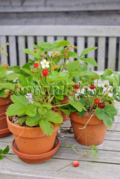 518042 - Alpine strawberry (Fragaria vesca)