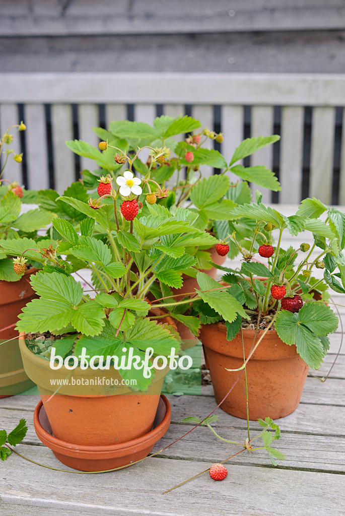 518042 - Alpine strawberry (Fragaria vesca)