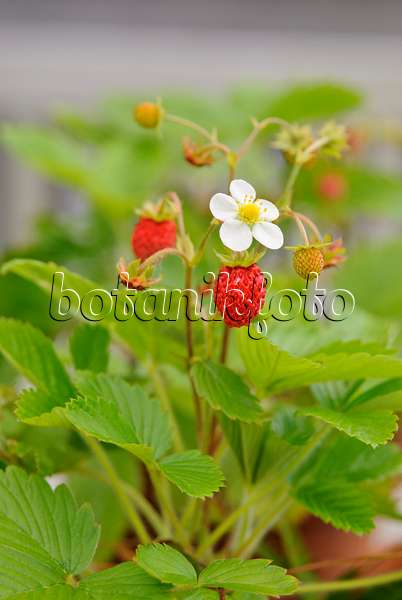 518043 - Alpine strawberry (Fragaria vesca)