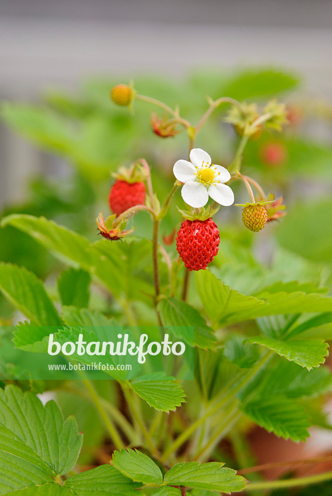 518043 - Alpine strawberry (Fragaria vesca)