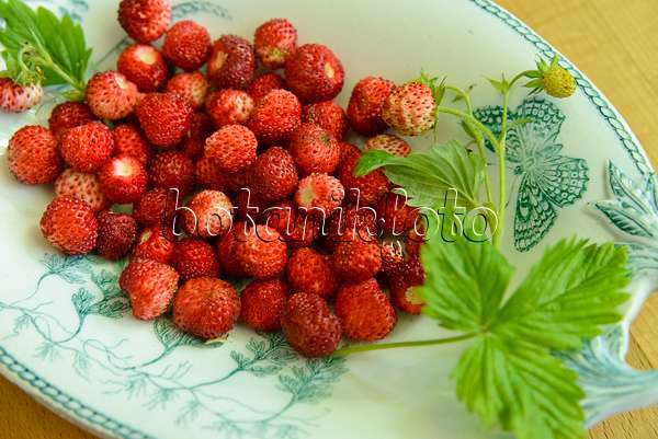 558263 - Alpine strawberry (Fragaria vesca) in a bowl