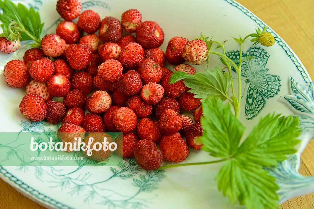 558263 - Alpine strawberry (Fragaria vesca) in a bowl