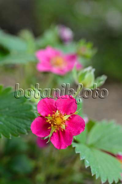 496061 - Alpine strawberry (Fragaria vesca 'Rubra')