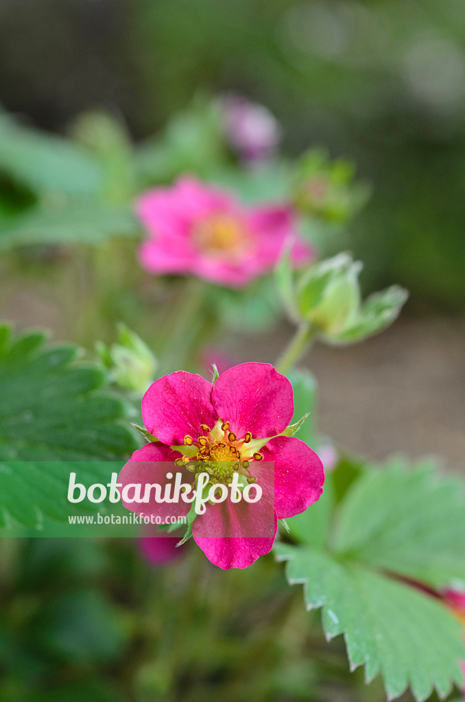 496061 - Alpine strawberry (Fragaria vesca 'Rubra')