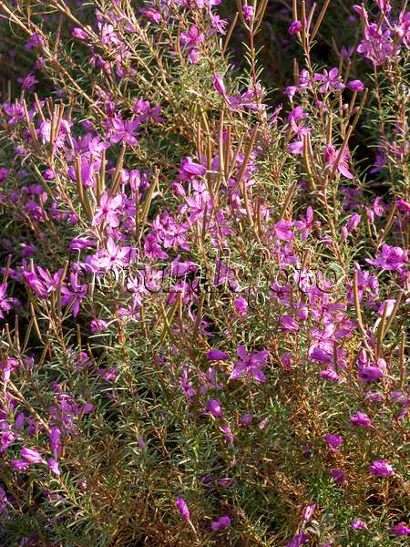 442089 - Alpine willow herb (Epilobium dodonaei)