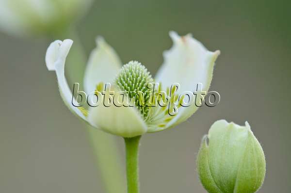 534019 - Altai anemone (Anemone altaica)