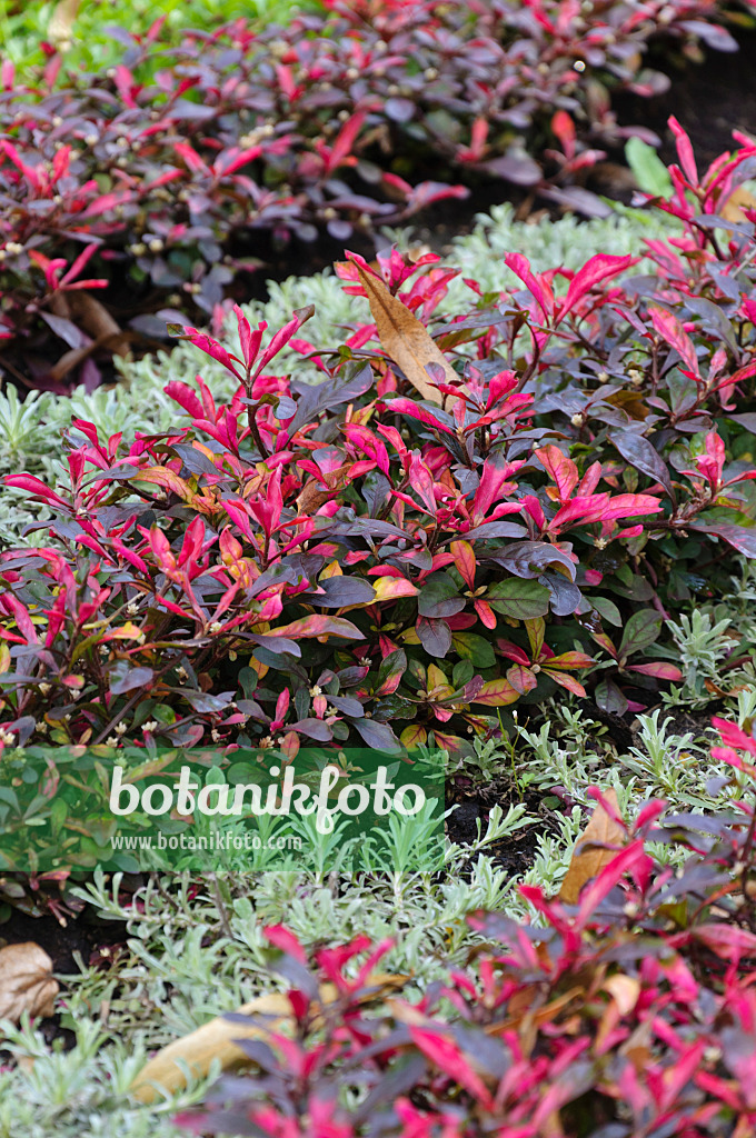 488102 - Alternanthère (Alternanthera bettzickiana 'Red Green Yellow')