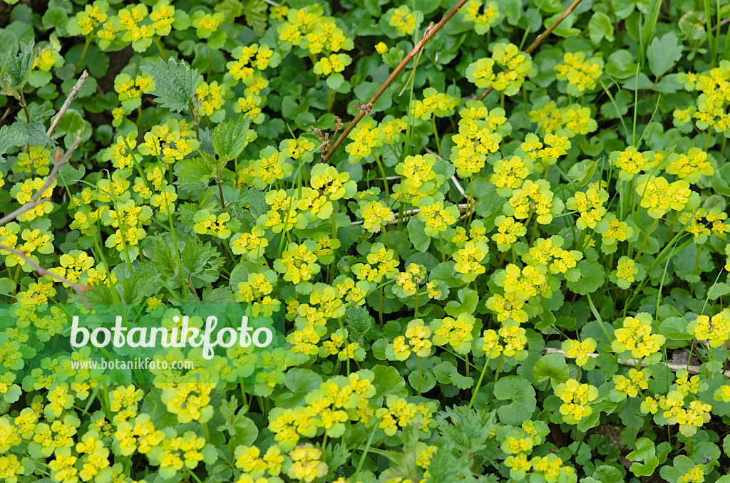 519161 - Alternate-leaved golden saxifrage (Chrysosplenium alternifolium)