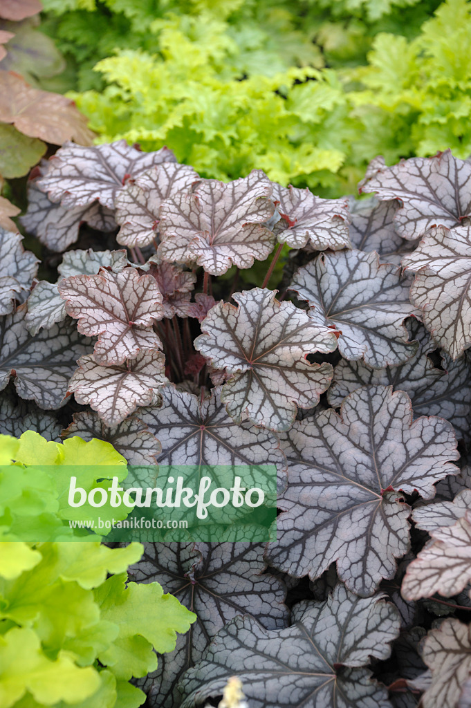 517449 - Alumroot (Heuchera Mars)