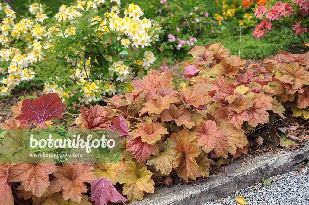 535408 - Alumroot (Heuchera Southern Comfort)