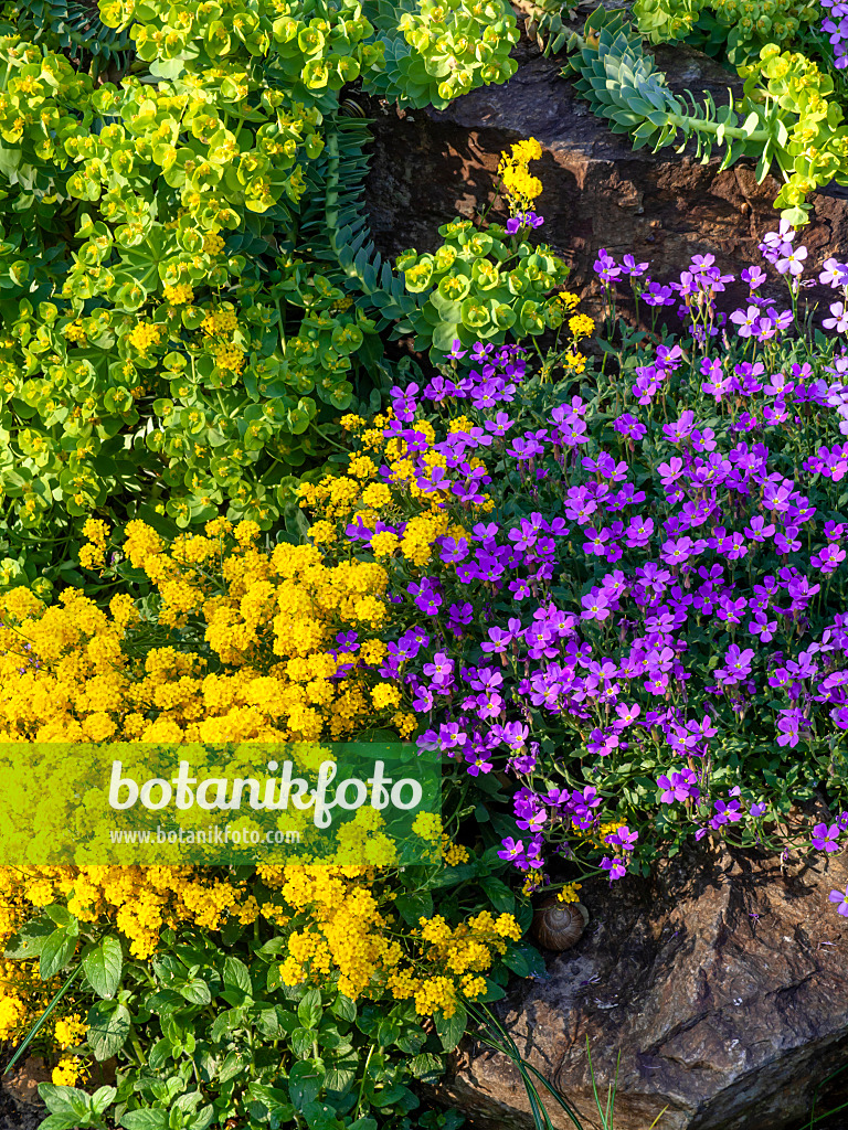 460047 - Alysse des rochers (Aurinia saxatilis syn. Alyssum saxatile), aubriète (Aubrieta deltoidea) et euphorbe de Corse (Euphorbia myrsinites)