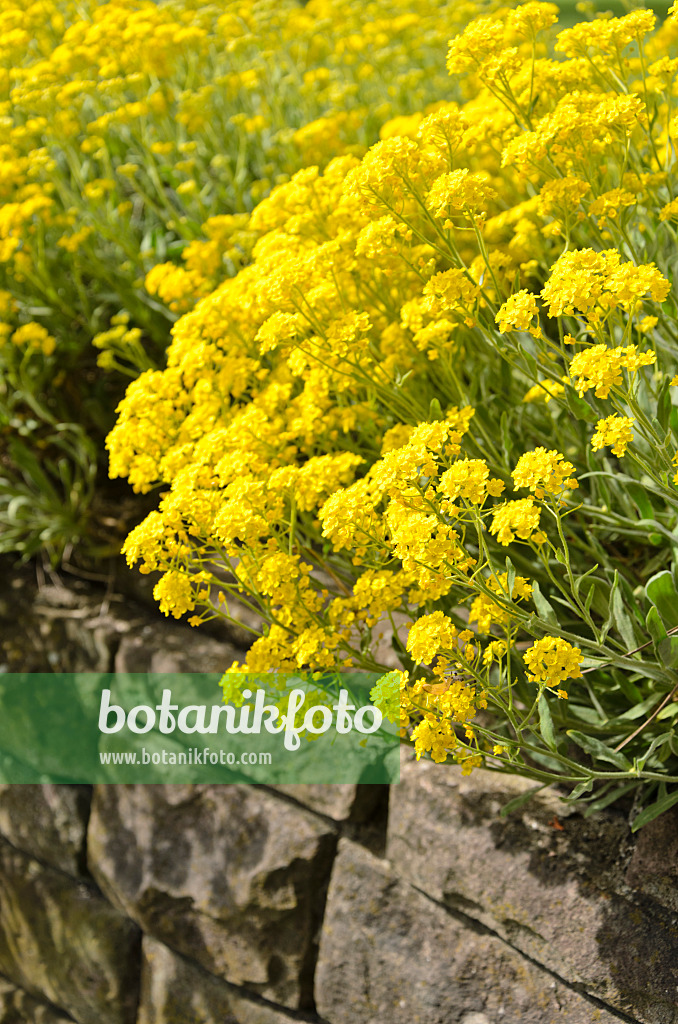 531172 - Alysse des rochers (Aurinia saxatilis syn. Alyssum saxatile)