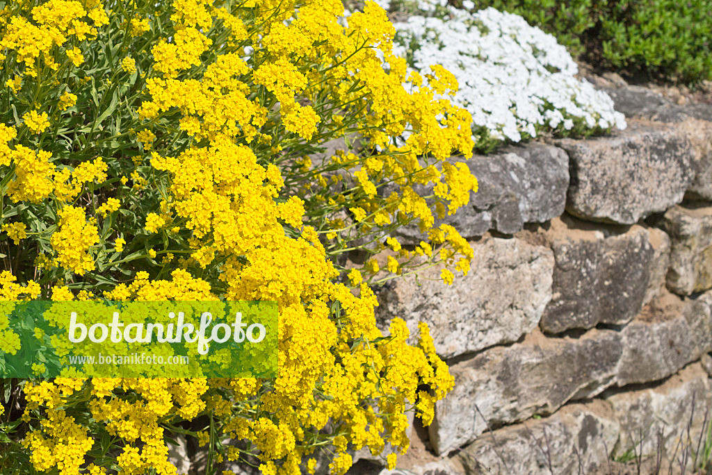 556096 - Alysse des rochers (Aurinia saxatilis syn. Alyssum saxatile)