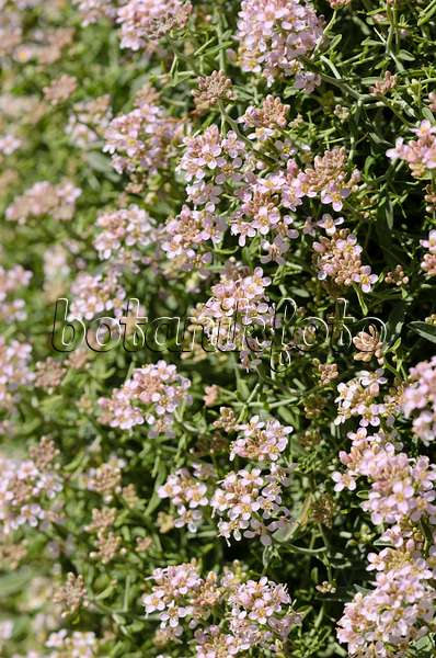 533229 - Alysson épineux (Hormatophylla spinosa)