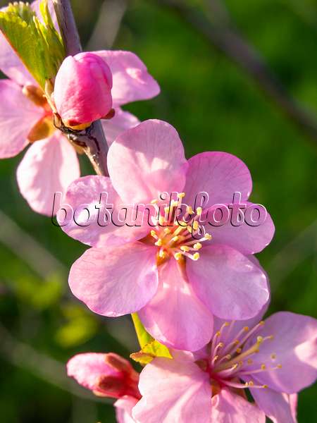 436274 - Amandier de Chine (Prunus triloba)