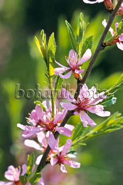 364035 - Amandier nain (Prunus tenella)