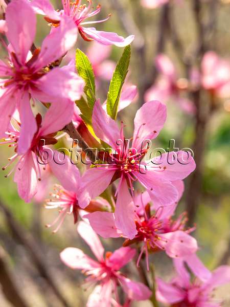 437162 - Amandier nain (Prunus tenella)