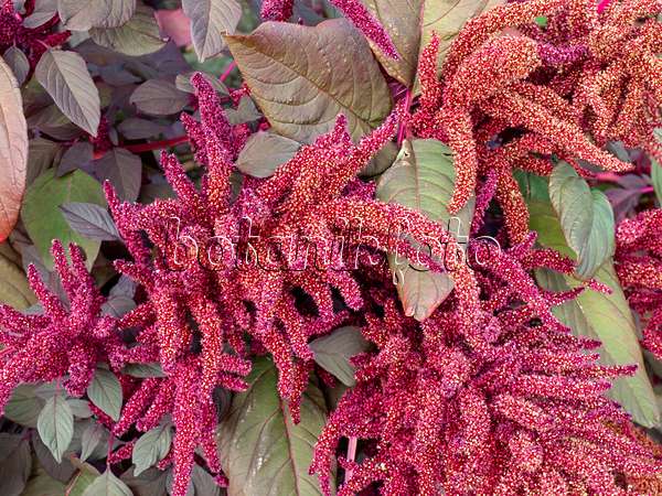 464025 - Amarante couleur de sang (Amaranthus cruentus 'Velvet Curtains')