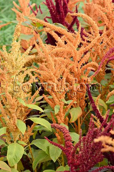 536138 - Amarante couleur de sang (Amaranthus cruentus)