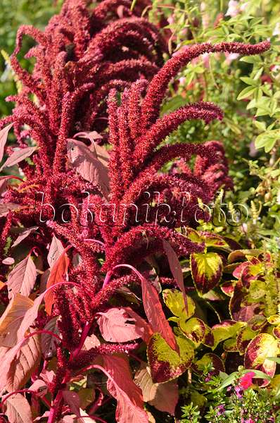 548147 - Amarante couleur de sang (Amaranthus cruentus 'Oeschberg')