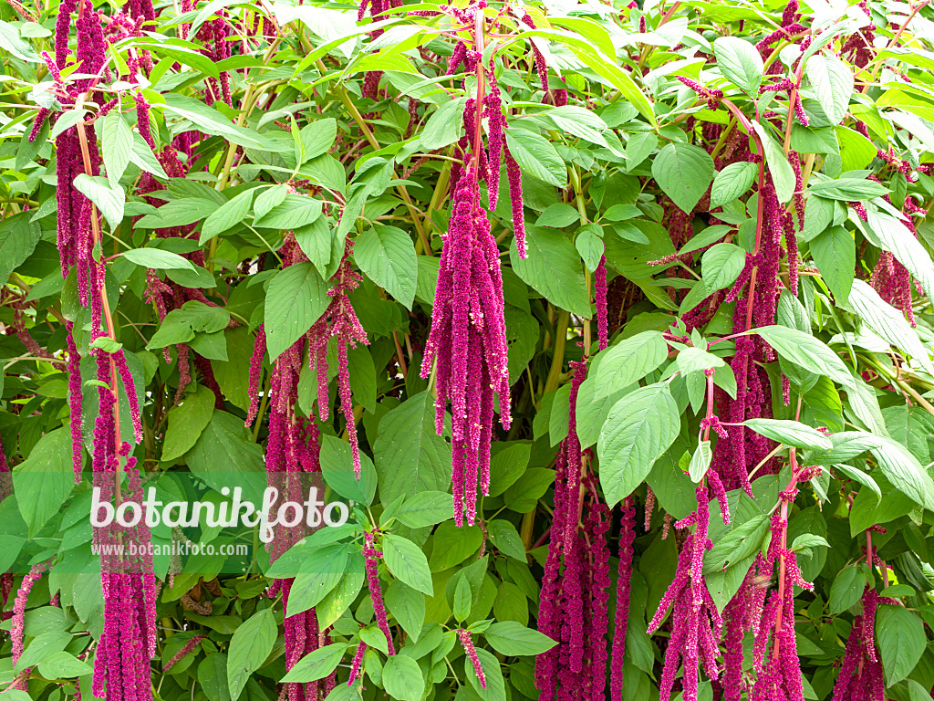 441055 - Amarante queue-de-renard (Amaranthus caudatus)