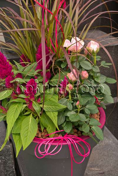 545174 - Amaranth (Amaranthus) and rose (Rosa) in a flower tub