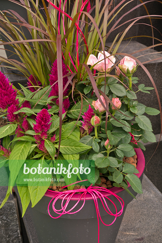 545174 - Amaranth (Amaranthus) and rose (Rosa) in a flower tub