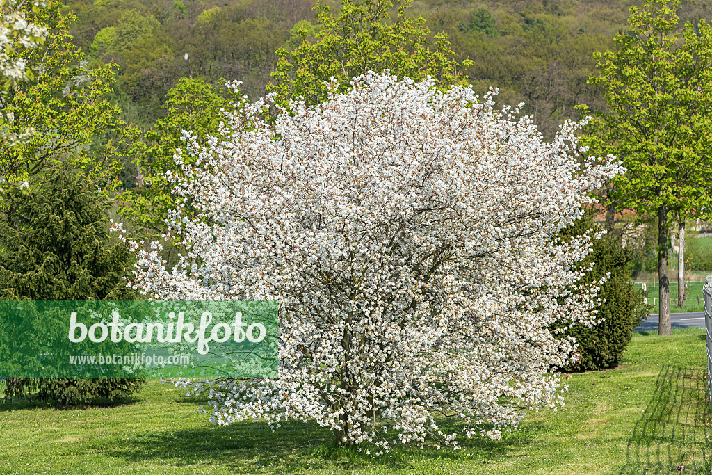 625122 - Amélanchier (Amelanchier laevis 'Ballerina')