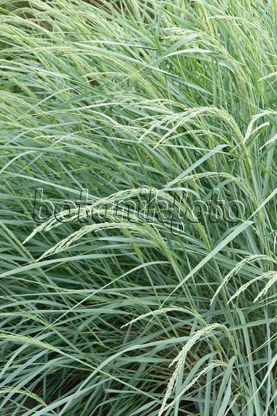 487181 - American beach grass (Ammophila breviligulata)