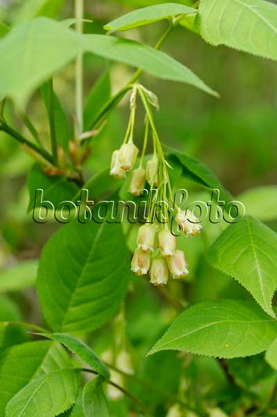 484154 - American bladdernut (Staphylea trifolia)