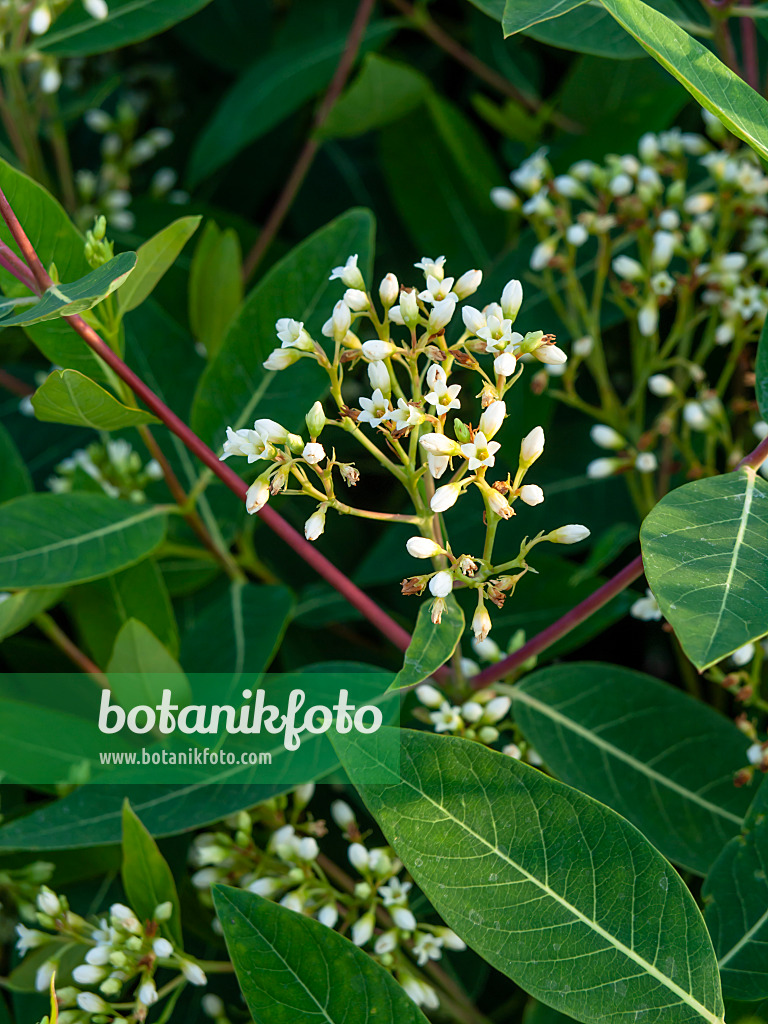 461155 - American dogbane (Apocynum cannabinum)