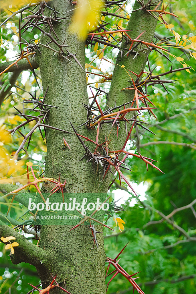 471388 - American honey locust (Gleditsia triacanthos)