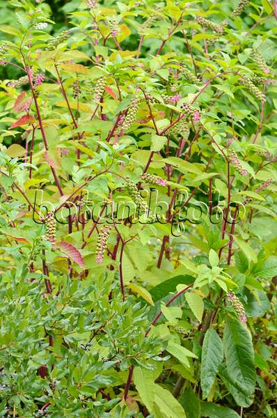 535114 - American pokeweed (Phytolacca americana)
