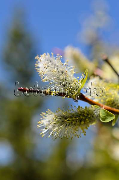 508368 - American pussy willow (Salix discolor)