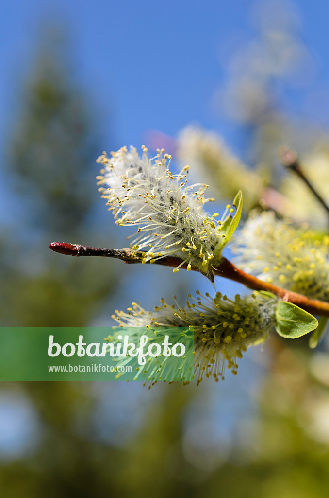 508368 - American pussy willow (Salix discolor)