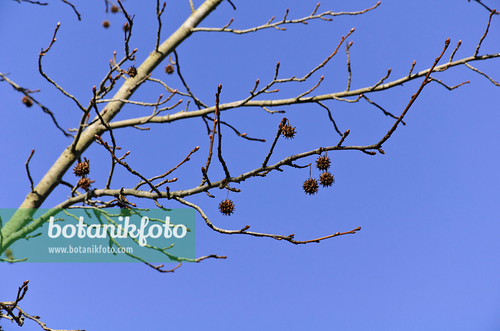 492032 - American sweetgum (Liquidambar styraciflua)