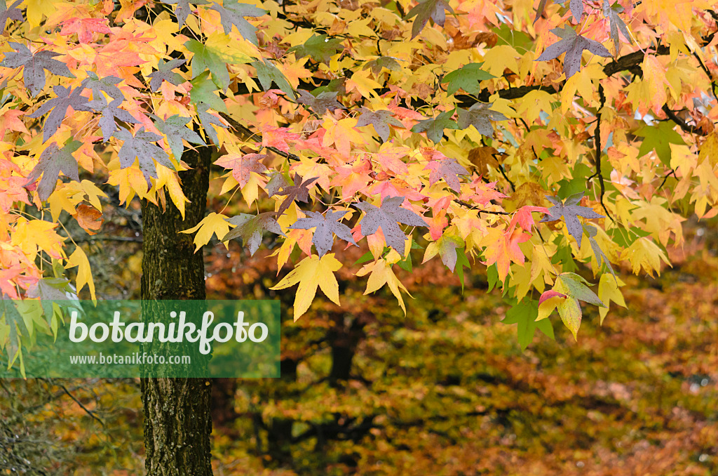 525391 - American sweetgum (Liquidambar styraciflua)